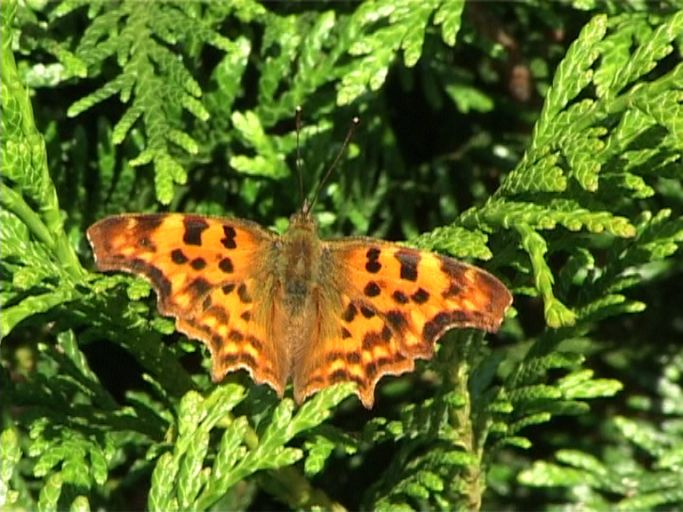 C-Falter ( Polygonia c-album ) : Moers, in unserem Garten, 24.06.2002